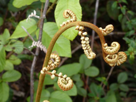 Planta na trilha do Pico Duarte, na República Dominicana